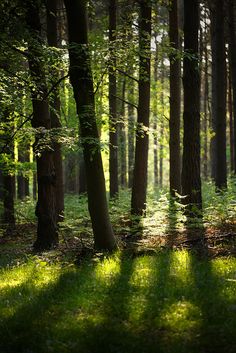 the sun shines through the trees and grass in this forest filled with tall, thin trees