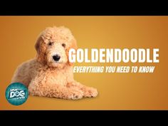 a dog is laying down with the words goldendoodle