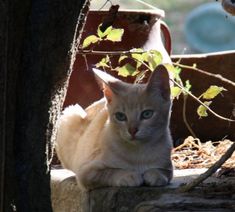 a cat sitting on top of a stone wall next to potted plants and trees