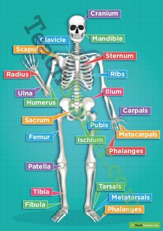 the human skeleton labeled in different languages