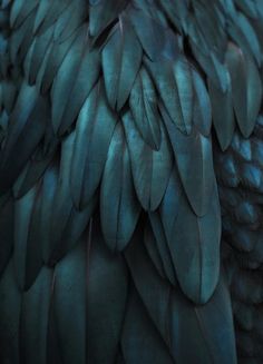 the back side of a blue bird's feathers with black frame around its neck