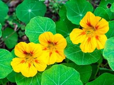 three yellow flowers with green leaves in the background