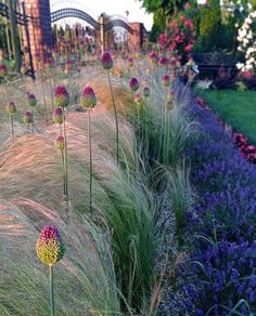 purple and yellow flowers are in the middle of a garden with long grass on either side