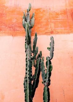 there is a small green cactus next to a red wall and orange paint on the wall