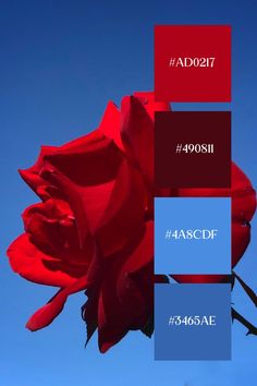 a red rose with the words ad07 and aascdf on it in front of a blue sky