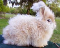 a fluffy white rabbit sitting on top of a green surface in the grass with trees in the background