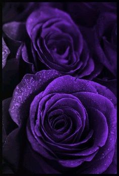 purple roses with water droplets on them