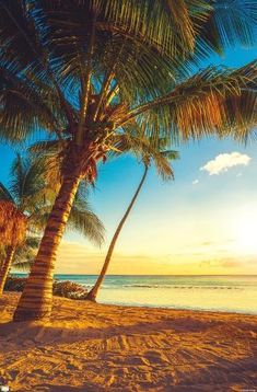 palm trees line the beach as the sun sets over the ocean in this tropical scene