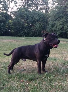 a large black dog standing on top of a lush green field