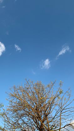 an airplane is flying in the blue sky above some trees and bushes with no leaves on them