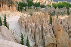 the trees are growing on the rock formations