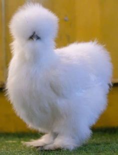 a small white chicken standing on top of a green grass covered field next to a yellow building