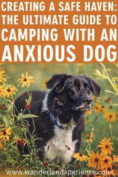 Learn how to transform your campsite into a cozy retreat for your anxious dog. This guide covers essential gear, soothing techniques, and ways to establish a familiar routine in an unfamiliar environment, helping your pup feel right at home in the great outdoors. Calming Techniques, Building Confidence, Happy Trails