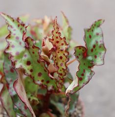 a close up of a plant with red and green spots on it's leaves