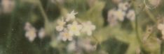 blurry image of flowers in the grass with only one blooming flower on it