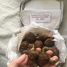 a person holding some kind of plant in their hand