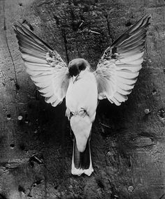 a black and white photo of a bird with its wings spread out on the ground