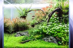 an aquarium filled with plants and fish