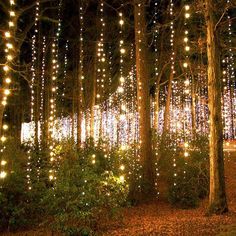 the trees are covered with lights in the woods