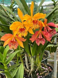 orange and yellow flowers in a potted planter with other plants behind it on the ground