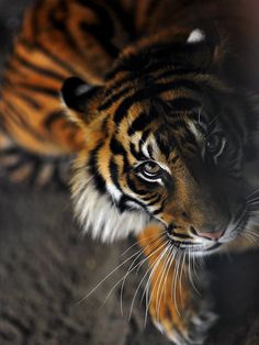 a close up of a tiger looking at the camera