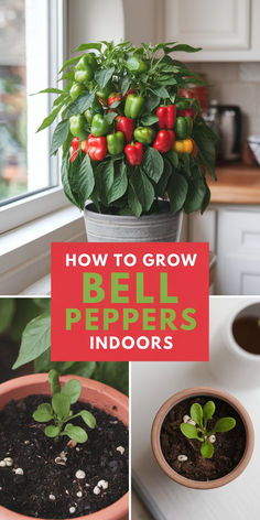 A healthy indoor bell pepper plant growing in a sunny windowsill, surrounded by gardening tools. Pepper Plants Growing Tips, Pepper Plant Care, Grow Bell Peppers, Grow Peppers, Growing Bell Peppers, Types Of Peppers, Pepper Plant, Garden Growing, Growing Plants Indoors