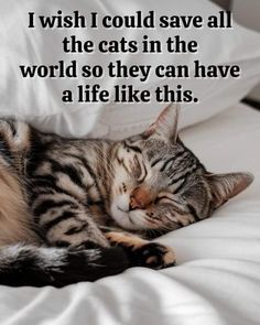 a cat sleeping on top of a bed with the caption i wish i could save all the cats in the world so they can have a life like this