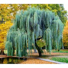 a large tree with lots of green leaves in a park next to a small pond