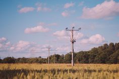 telephone poles in the middle of a field with tall grass and trees behind them on a sunny day