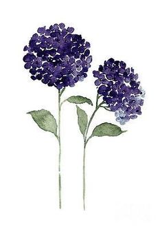 three purple flowers with green leaves on a white background, watercolor drawing or ink