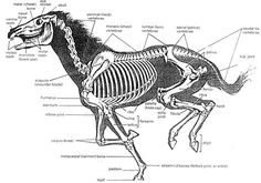 the horse's skeletal skeleton is shown in black and white, as well as its description