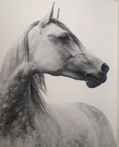 a black and white photo of a horse's head with hair blowing in the wind