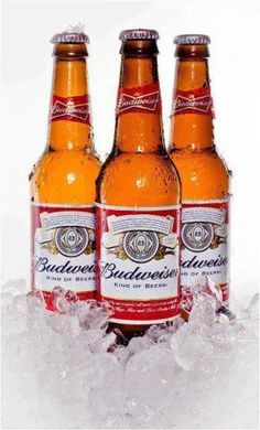 three bottles of budweiser beer sitting on ice in front of a white background