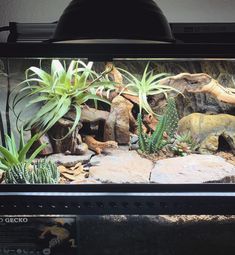 an aquarium with plants and rocks in it