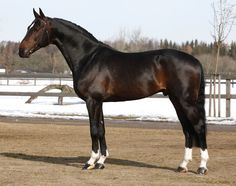 a black horse standing on top of a grass covered field