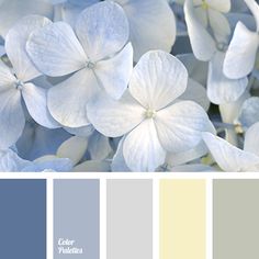 white flowers with blue and yellow colors in the center are featured on this color palette