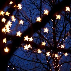 the branches of trees are lit up with white stars in the night sky behind them