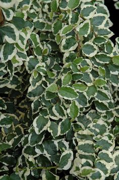 green and white leaves on a tree in the daytime