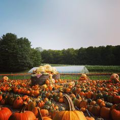 pumpkins and gourds on display in a field