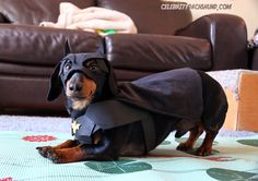 a dachshund dressed in a batman costume