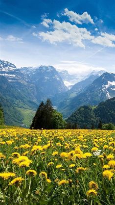 a field full of yellow flowers with mountains in the background