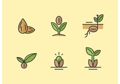 the stages of growing plants from seed to plant in flat line art style on yellow background