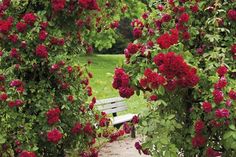 a bench surrounded by red flowers and greenery