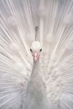 a white peacock with its feathers spread out in front of it's head and body