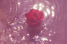 a single red rose floating in water with sparkles on it's petals and leaves