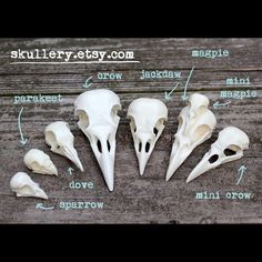 the skull structure is shown with different parts labeled on it's side, including two long beaks and three short limbs