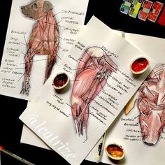 three drawings of muscles on paper with markers and pencils next to eachother