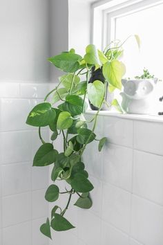 a potted plant sitting on top of a window sill next to a sink