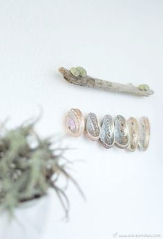 several different types of rings on a white surface next to a small succulent plant