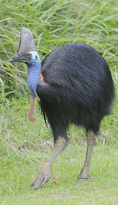 an emu is standing in the grass with its mouth open